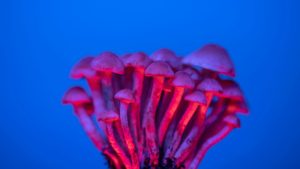 The Latest Research on Psychedelics and Ketamine for Treating Psychiatric Issues